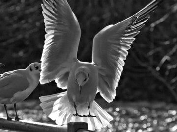placeimg_640_480_grayscale_animals